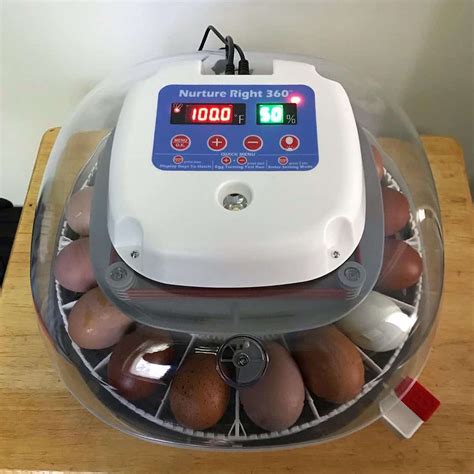 rooster egg incubator